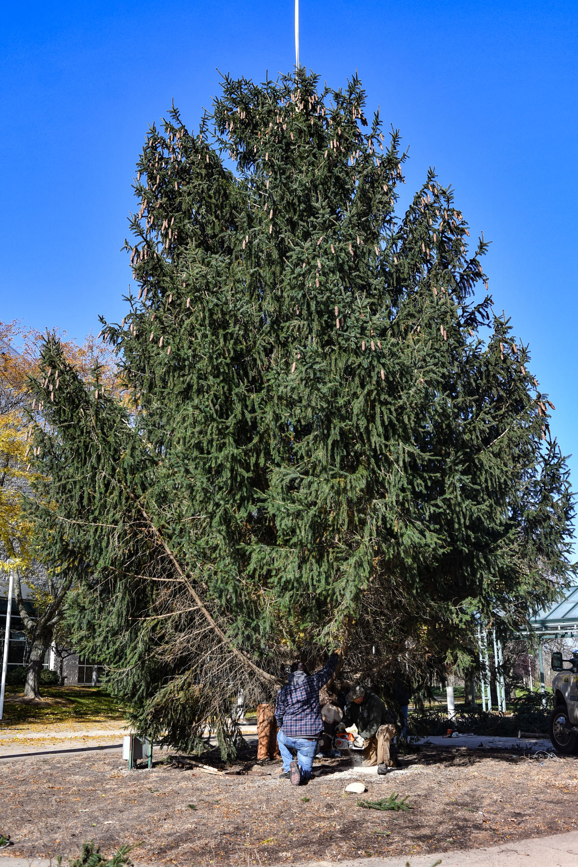 110819-mda-nws-slayertree-036a.JPG
